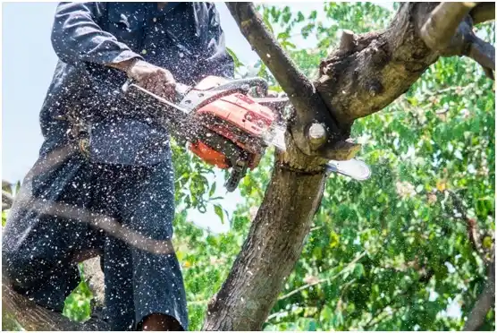 tree services Tulsa